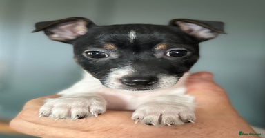 Jack Russell dogs - Advert 13