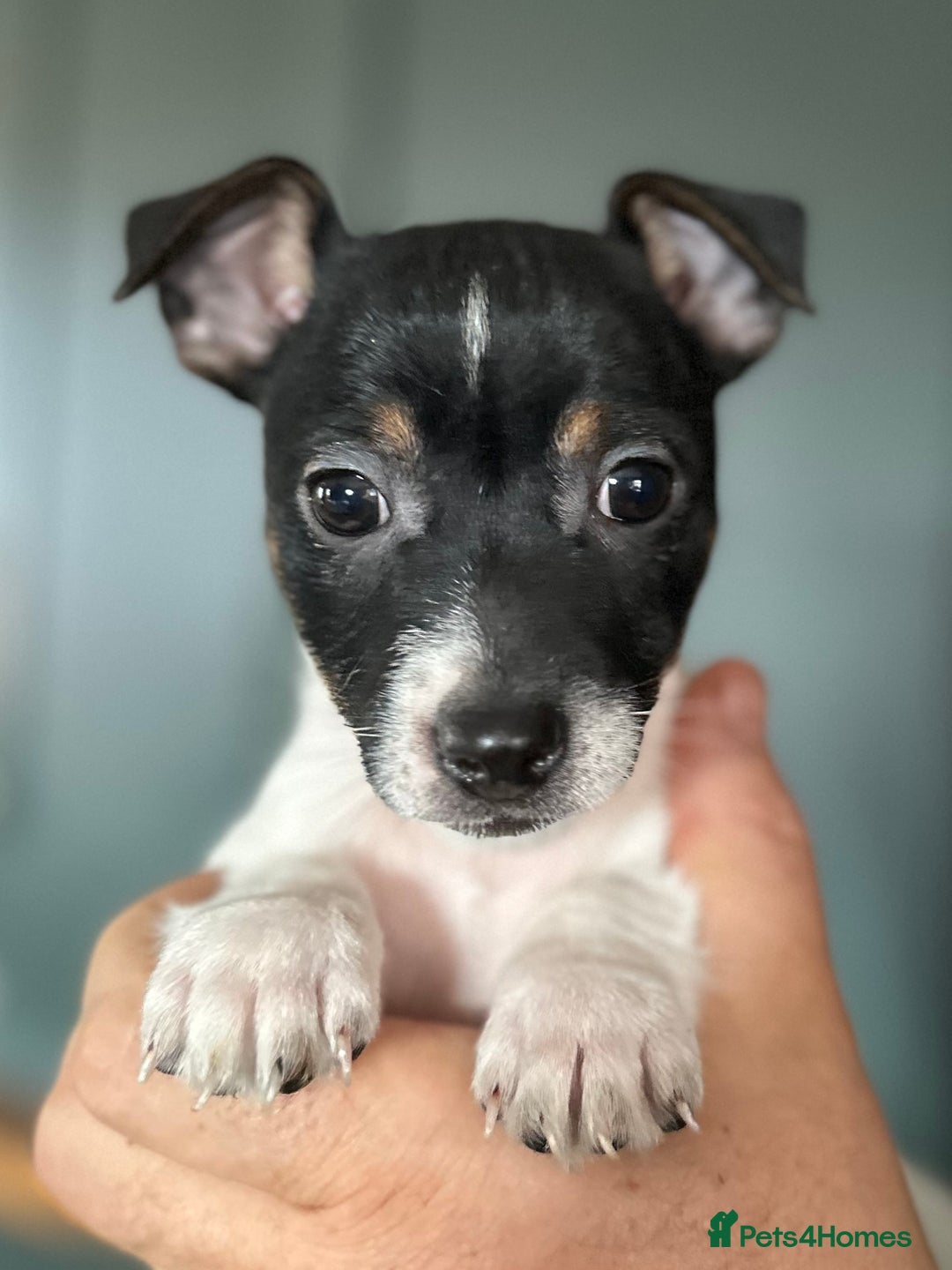 Jack Russell dogs for sale: Top Quality Jack Russell Puppies  - Image 2