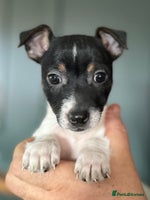 Jack Russell dogs - Advert 1