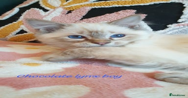 Ragdoll cats Stunning GCCF Chocolate Lynx Ragdoll Kitten. - Advert 9