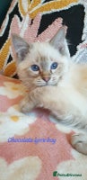 Ragdoll cats Stunning GCCF Chocolate Lynx Ragdoll Kitten. - Advert 10
