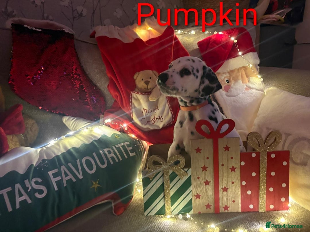 Dalmatian dogs for sale: Dalmatian puppies KC registered last 1 remaining - Advert 23