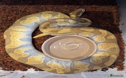 Python Snake reptiles for sale: Various Royal/ Ball pythons - Image 10