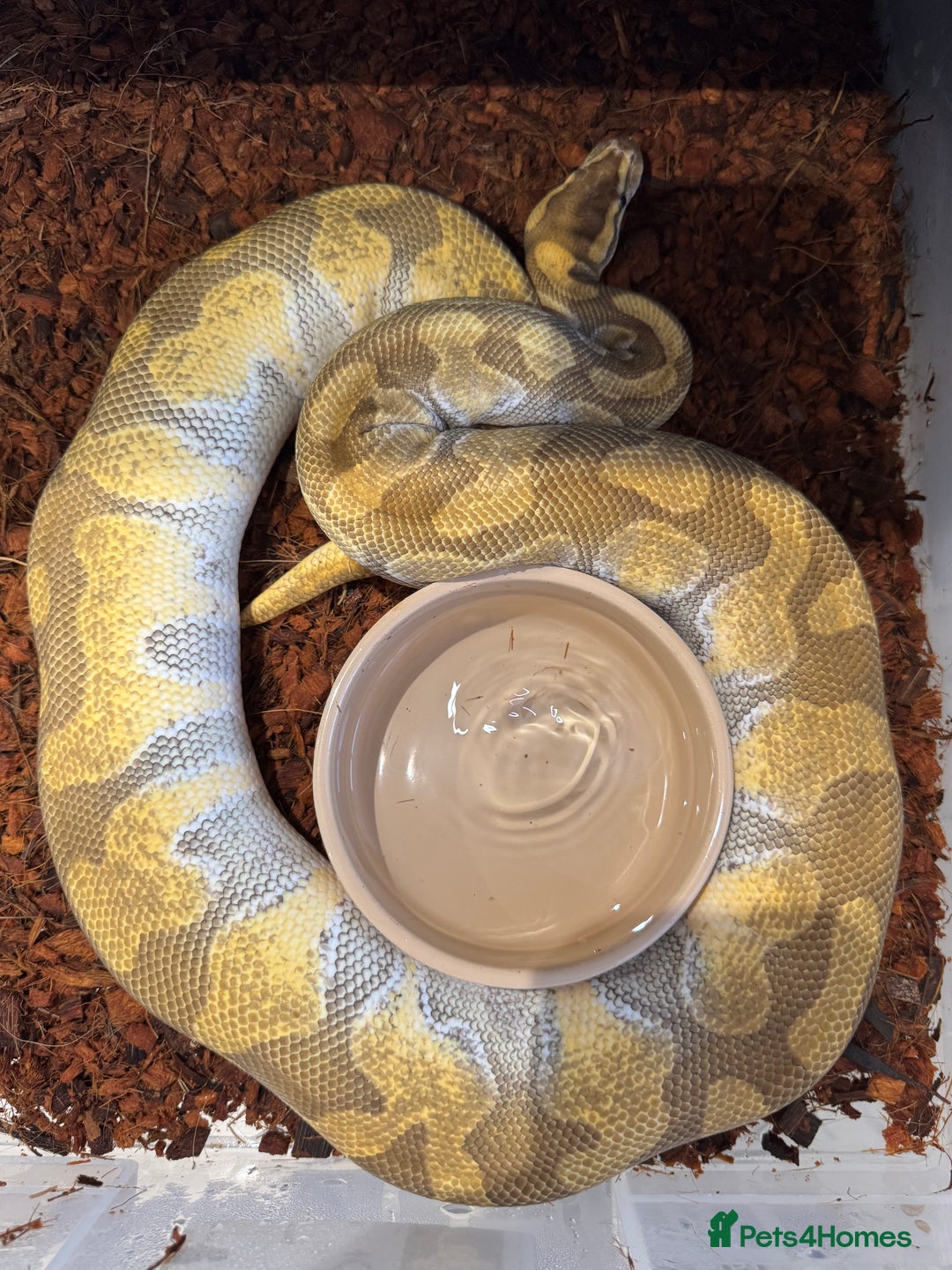 Python Snake reptiles for sale: Various Royal/ Ball pythons - Image 10