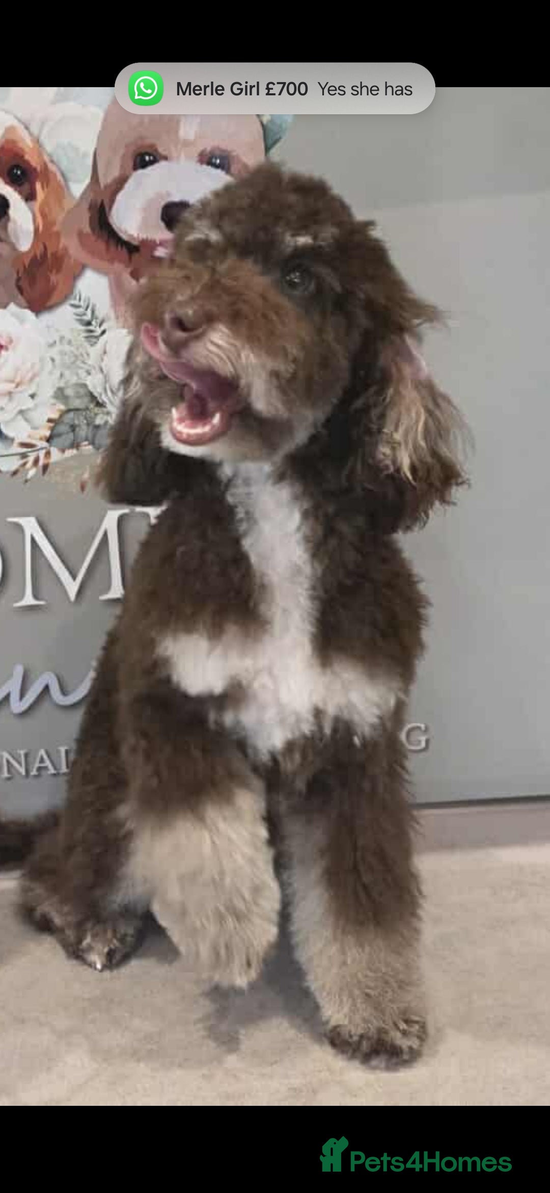 Mixed Breed dogs for sale: Toy/minture poodle  - Advert 4