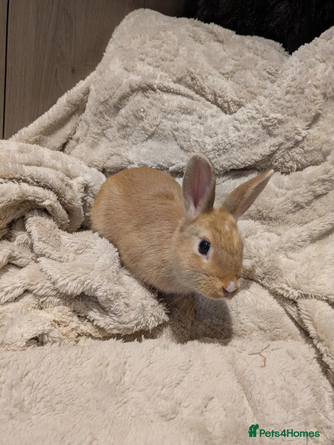 Netherland Dwarf rabbits for sale: Netherlands  - Advert 1