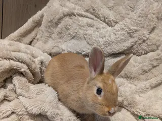 Netherland Dwarf rabbits Netherlands - Advert 2