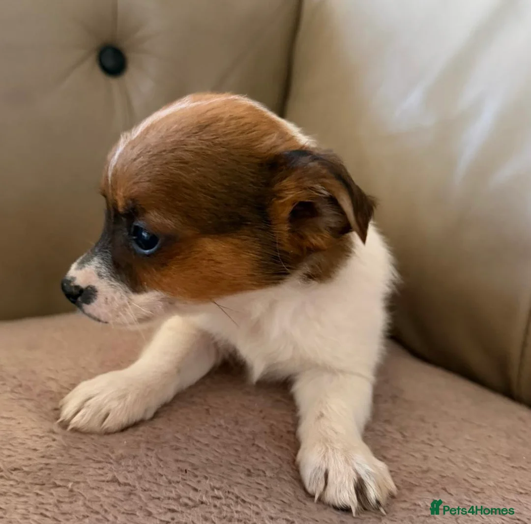 Jack Russell dogs for sale: Miniature Jack Russell’s - Advert 2