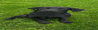 Labrador Retriever 1