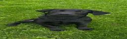 Labrador Retriever dogs for sale: Black Labrador girl kc reg 5th - Advert 5