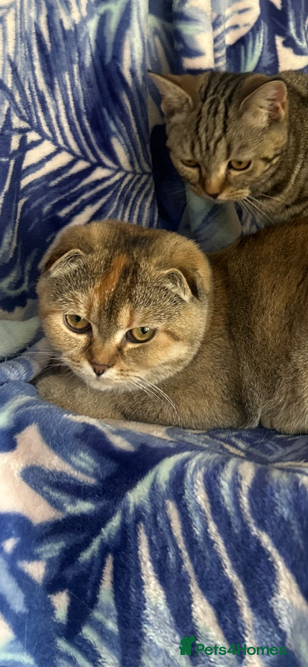 Scottish Fold cats for sale: Kittens Ready for Their Forever Homes - Image 12