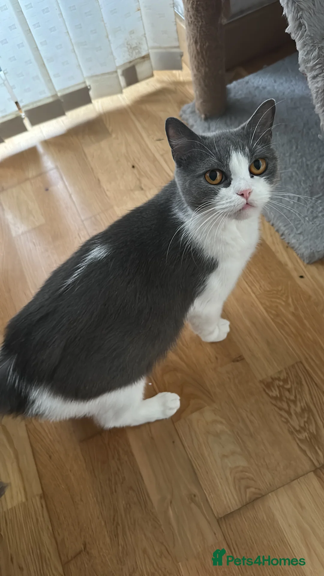 Mixed Breed cats for sale: My new lovely babies 😻looking for new home❤️ - Advert 3