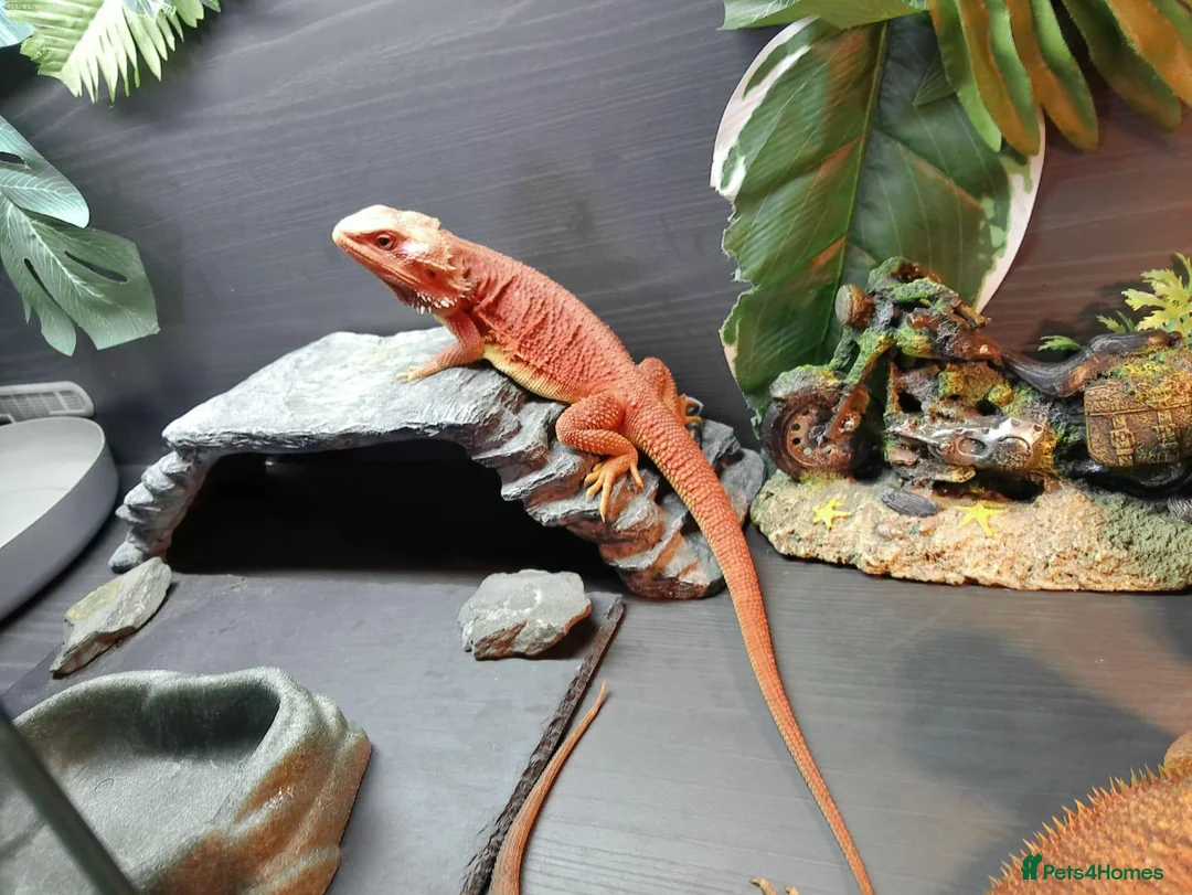 Bearded Dragon reptiles for sale: Orange Beardy & Vivarium 🧡Bearded Dragon/Vivarium - Advert 2