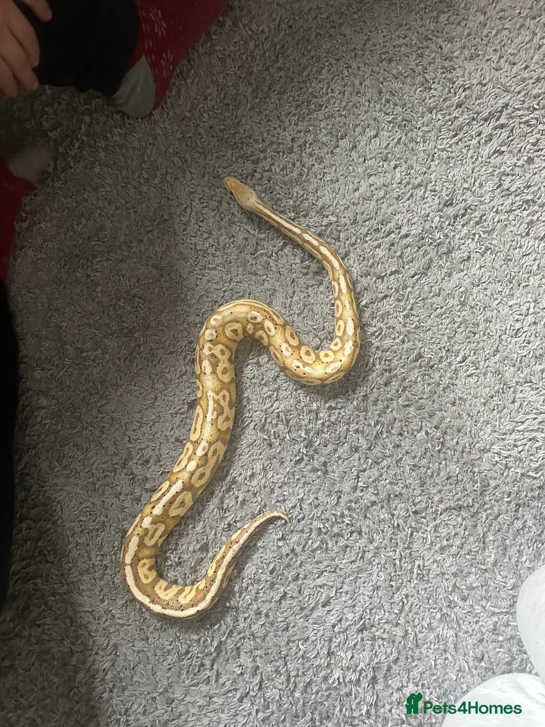 Python Snake reptiles for sale: Ball python - Advert 4