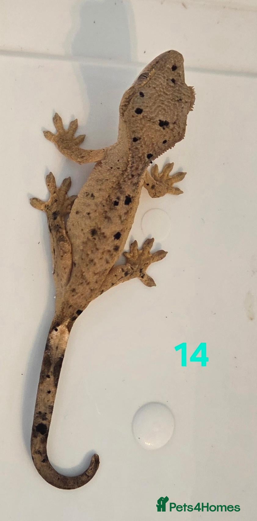 Gecko reptiles Current reptiles available  - Advert 5