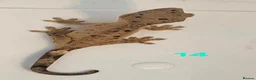 Gecko reptiles for sale: Current reptiles available  - Advert 4