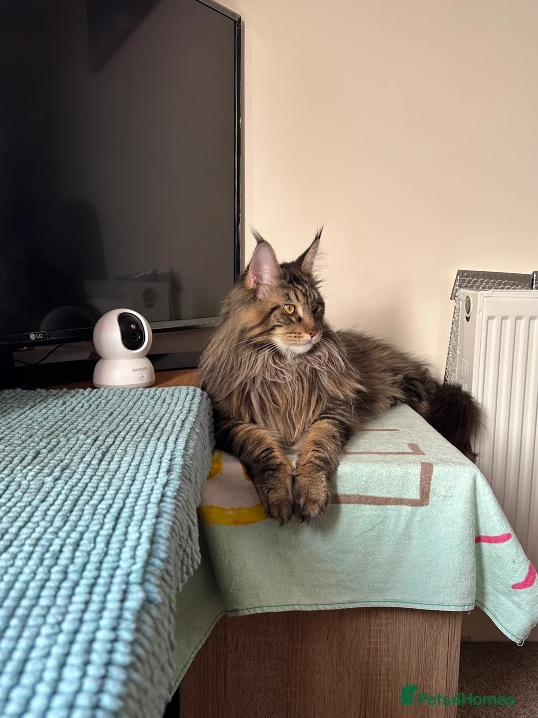 Maine Coon cats for stud: MainCoon For Stud - Advert 2