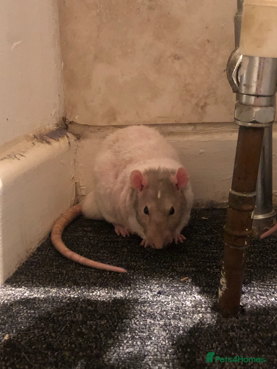 Rat rodents for sale: 3 Male Rats looking for their forever home in New Milton - Advert 8