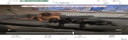 Mixed Breed dogs for sale: READ AD - LAB X STAFF - Advert 4