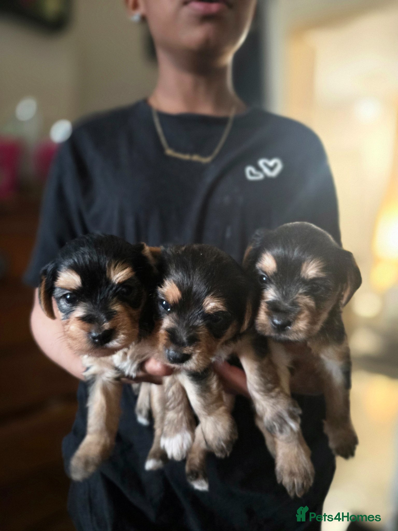 Yorkiepoo dogs Yorkshire puppies  - Advert 1