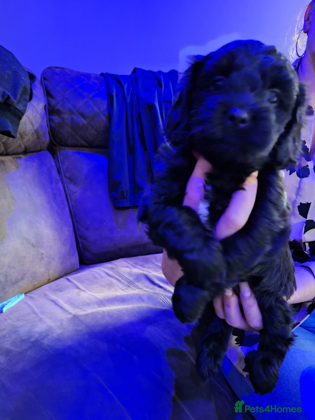 Mixed Breed dogs for sale: Shihpoo Puppies  - Image 8