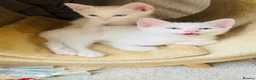 Turkish Angora cats for sale: White Kittens  in Chesham - Advert 7