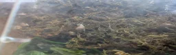 Snails invertebrates for sale: African albino land snails  in Pershore - Advert 1