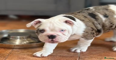 English Bulldog dogs - Advert 1