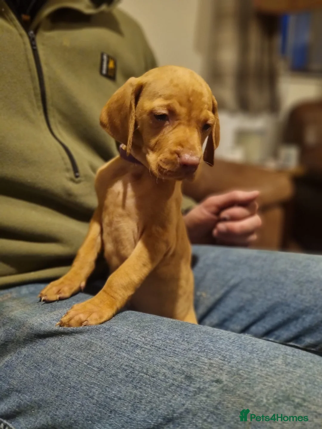 Hungarian Vizsla dogs for sale: Hungarian vizsla pups - Advert 3