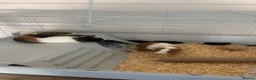 Guinea Pig rodents for sale: Two Sow Guinea Pigs & Cage - Advert 2