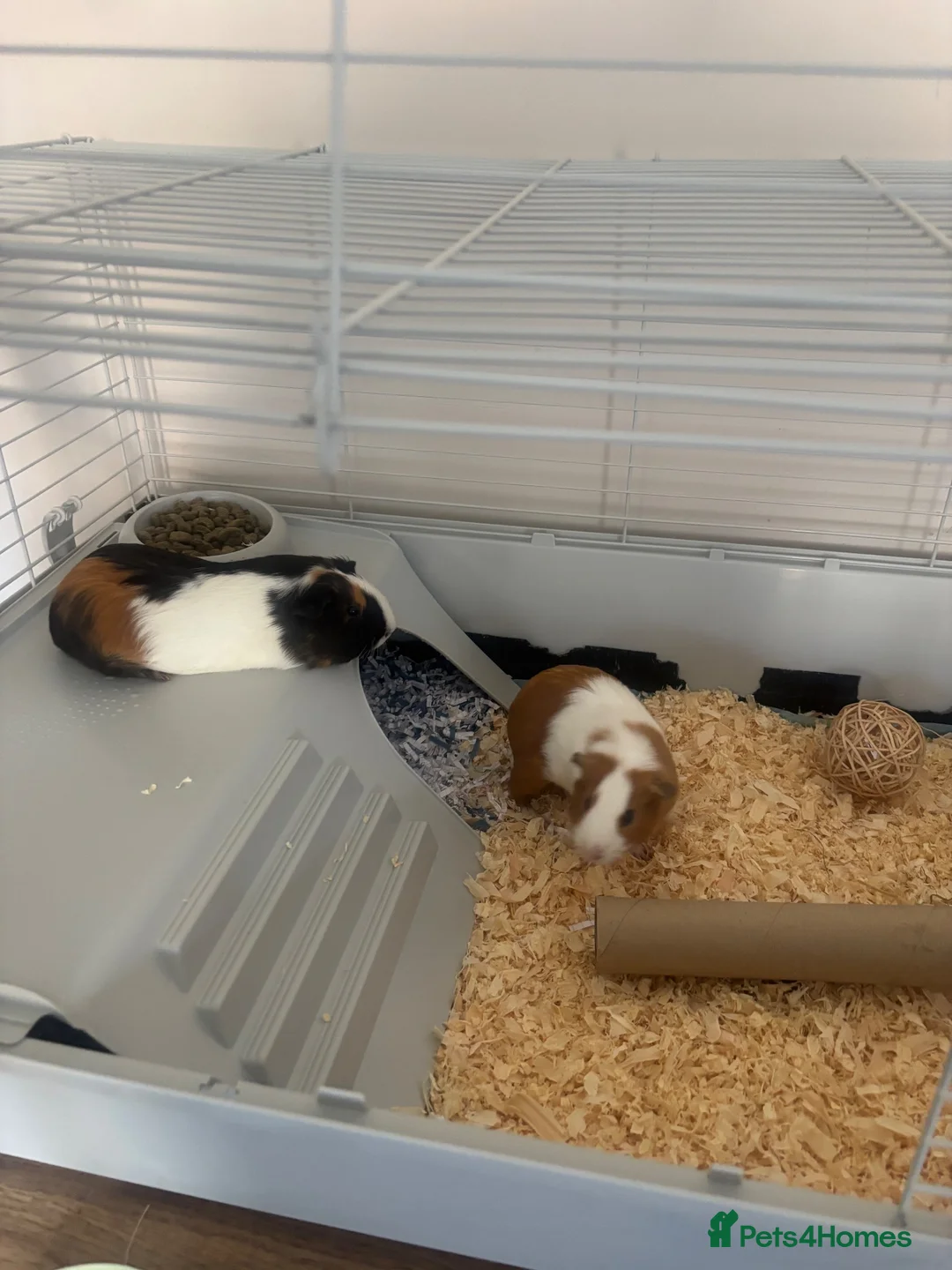Guinea Pig rodents for sale: Two Sow Guinea Pigs & Cage - Advert 2