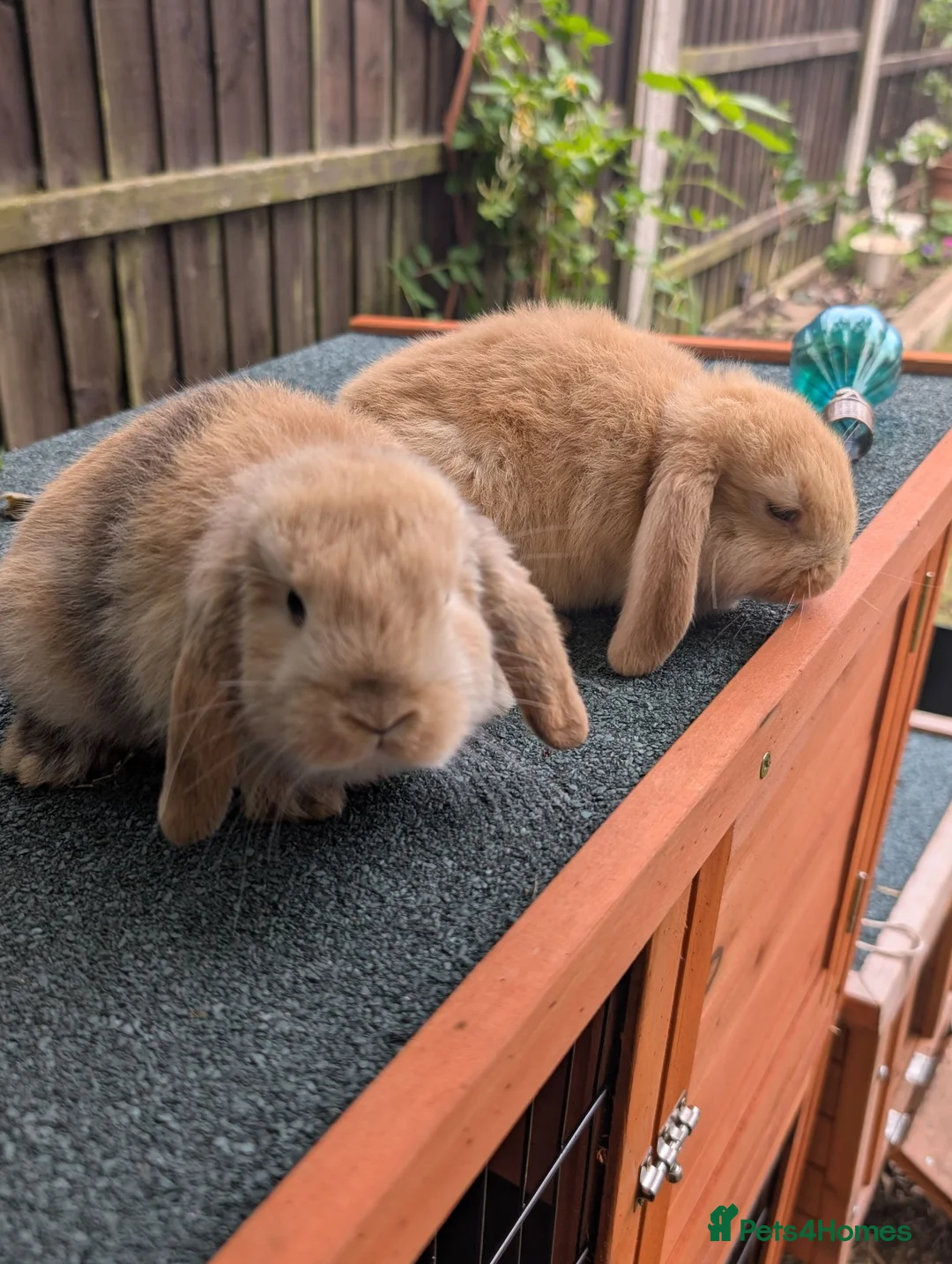 Mini Lop rabbits for sale: Mini lops - lionheads - re **   - Advert 2