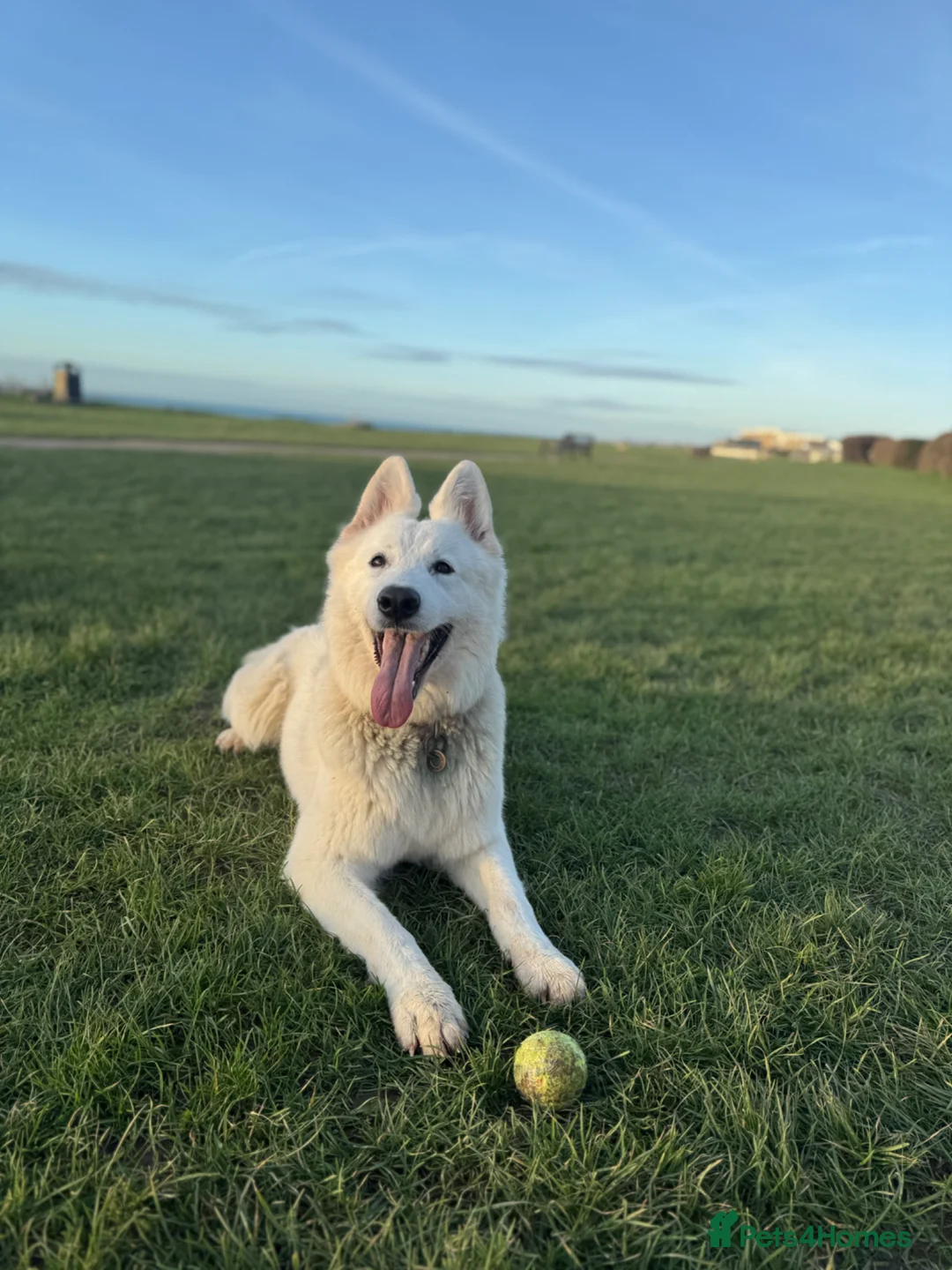White Swiss Shepherd dogs for sale: Stunning white Swiss Sheperd pups  - Advert 1