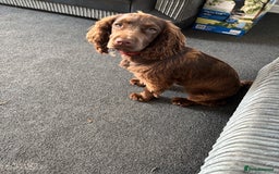 Cocker Spaniel dogs for sale: Chocolate cocker spaniel bitch  - Image 3