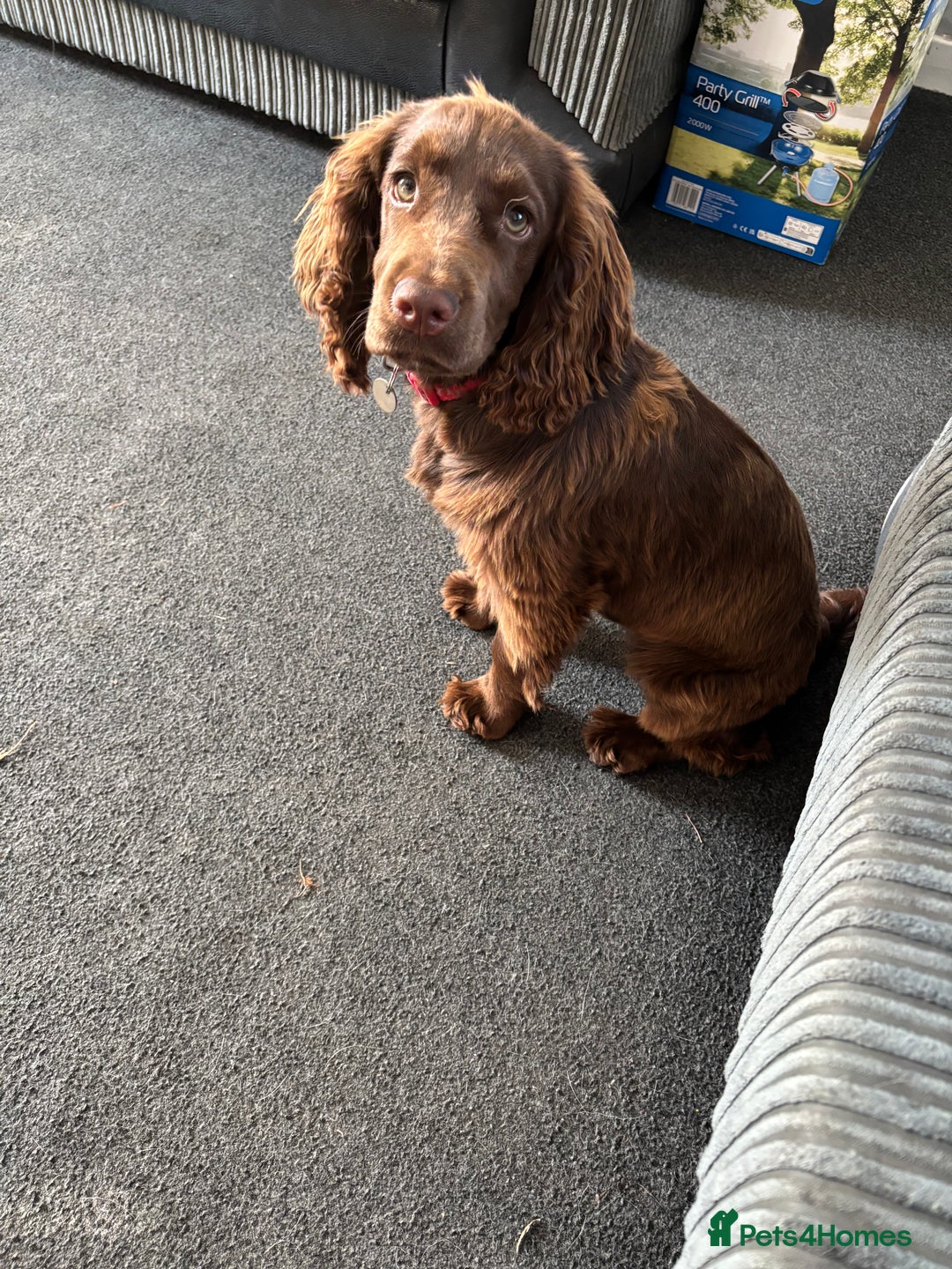 Cocker Spaniel dogs for sale: Chocolate cocker spaniel bitch  - Image 3