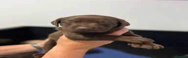 Chocolate male 