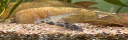 Other/Mixed Breed fish for sale: L260 Pleco Apistogramma Macmasteri Peppered Cory  - Advert 9