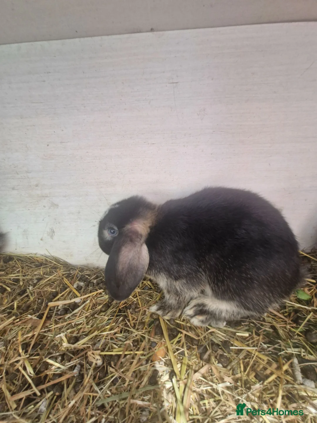 Mixed Breed rabbits for sale: Mini lop and mini lops x rex - Advert 7