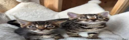 Bengal cats for sale: Beautiful Bengal Kittens ✨️ - Advert 1