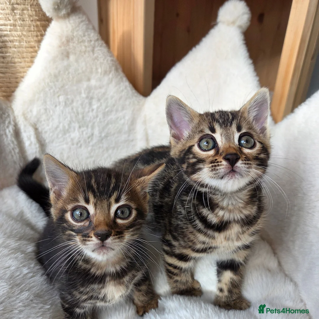 Bengal cats for sale: Beautiful Bengal Kittens ✨️ - Advert 1