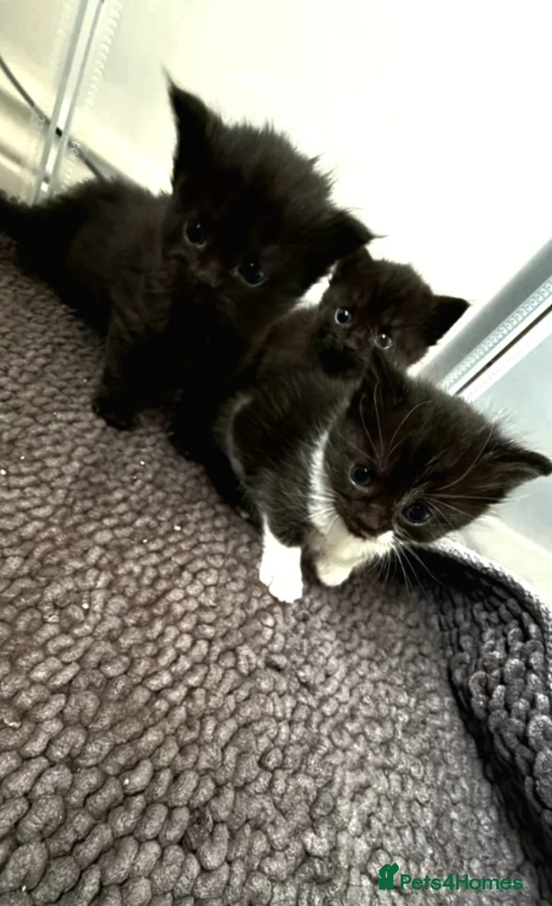 Mixed Breed cats for sale: Kitten - Advert 12