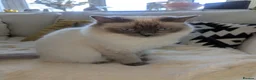 Ragdoll cats for sale: 2 Ragdoll cats in Cramlington - Advert 3