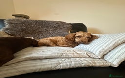 Mixed Breed dogs for sale: Doxiepoo puppys, Dachshund, Poodle - Image 11