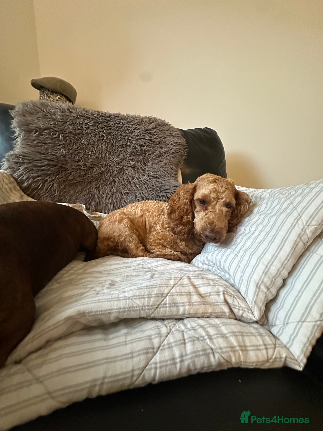 Mixed Breed dogs for sale: Doxiepoo puppys, Dachshund, Poodle - Image 11