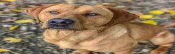 Labrador Retriever dogs for stud: Well proven FOX RED Labrador stud - Advert 6