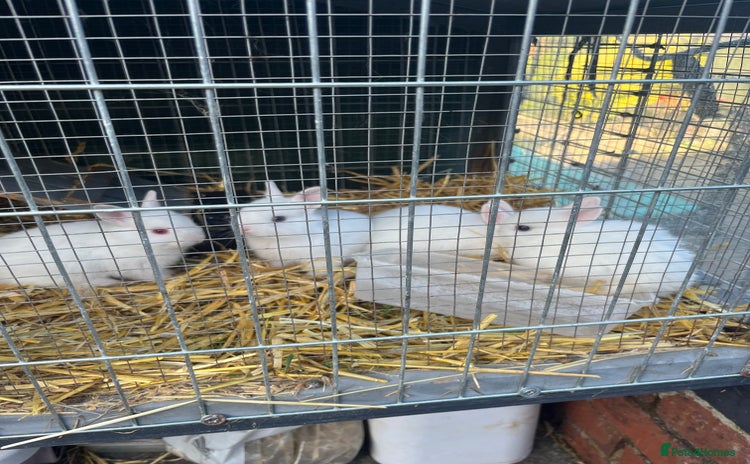 Netherland Dwarf rabbits - Advert 1