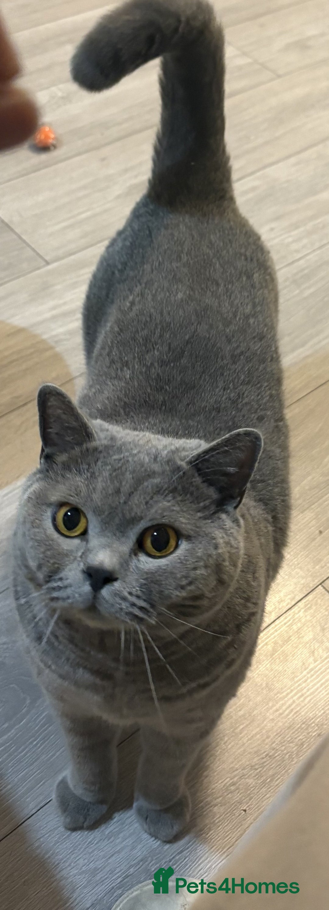 British Shorthair cats for sale: 3Year Old Male British ShortHair - Advert 5