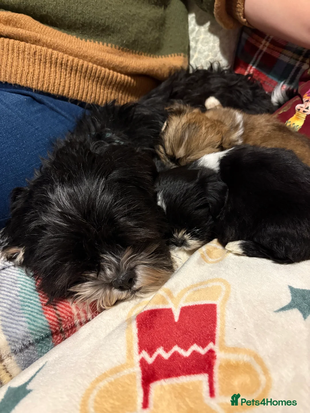 Mixed Breed dogs for sale: ShihTzu x Chihuahua Puppy - Advert 2