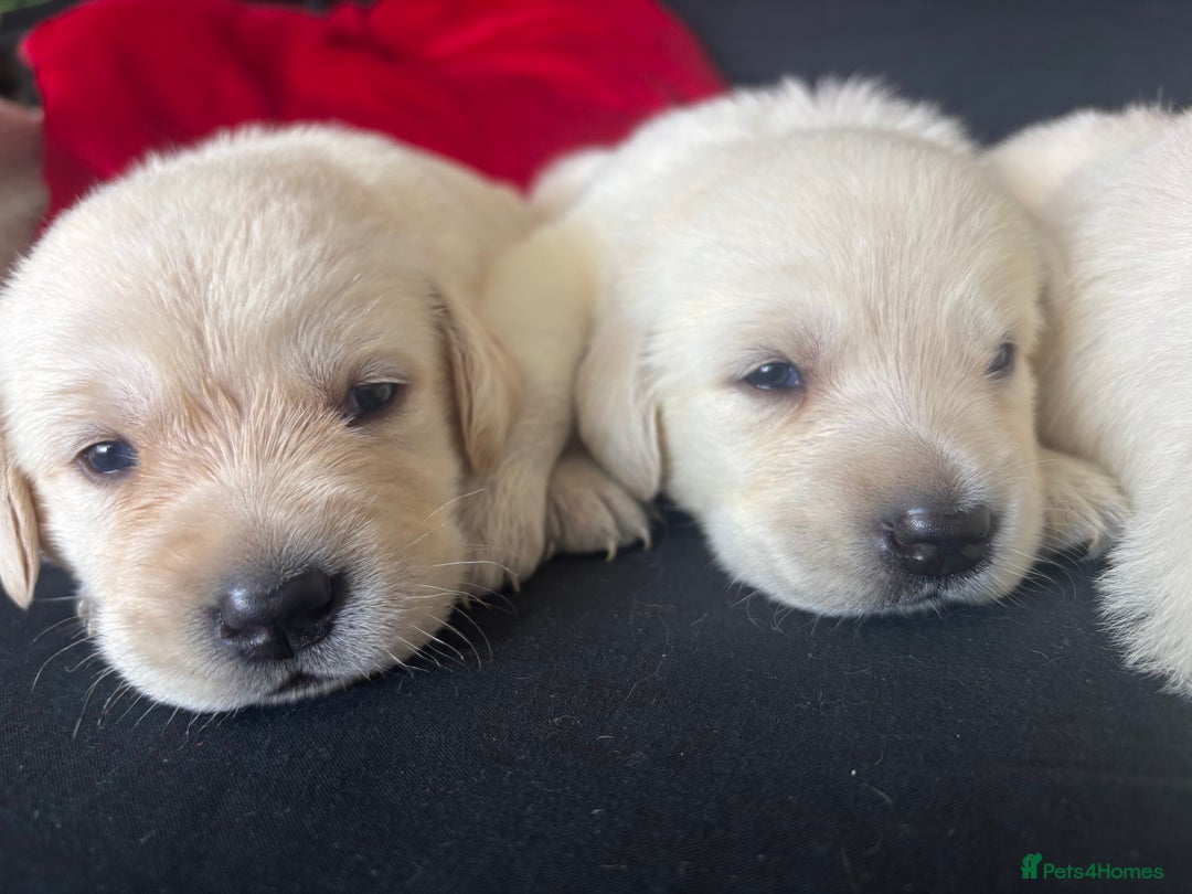 Goldador dogs for sale: 🤍🦮White Goldador Puppies🦮🤍 in Bridgend - Image 17