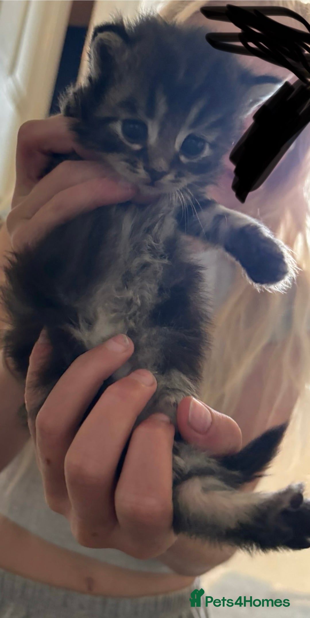 Mixed Breed cats for sale: Beautiful kittens ready to go 13 September   - Image 2